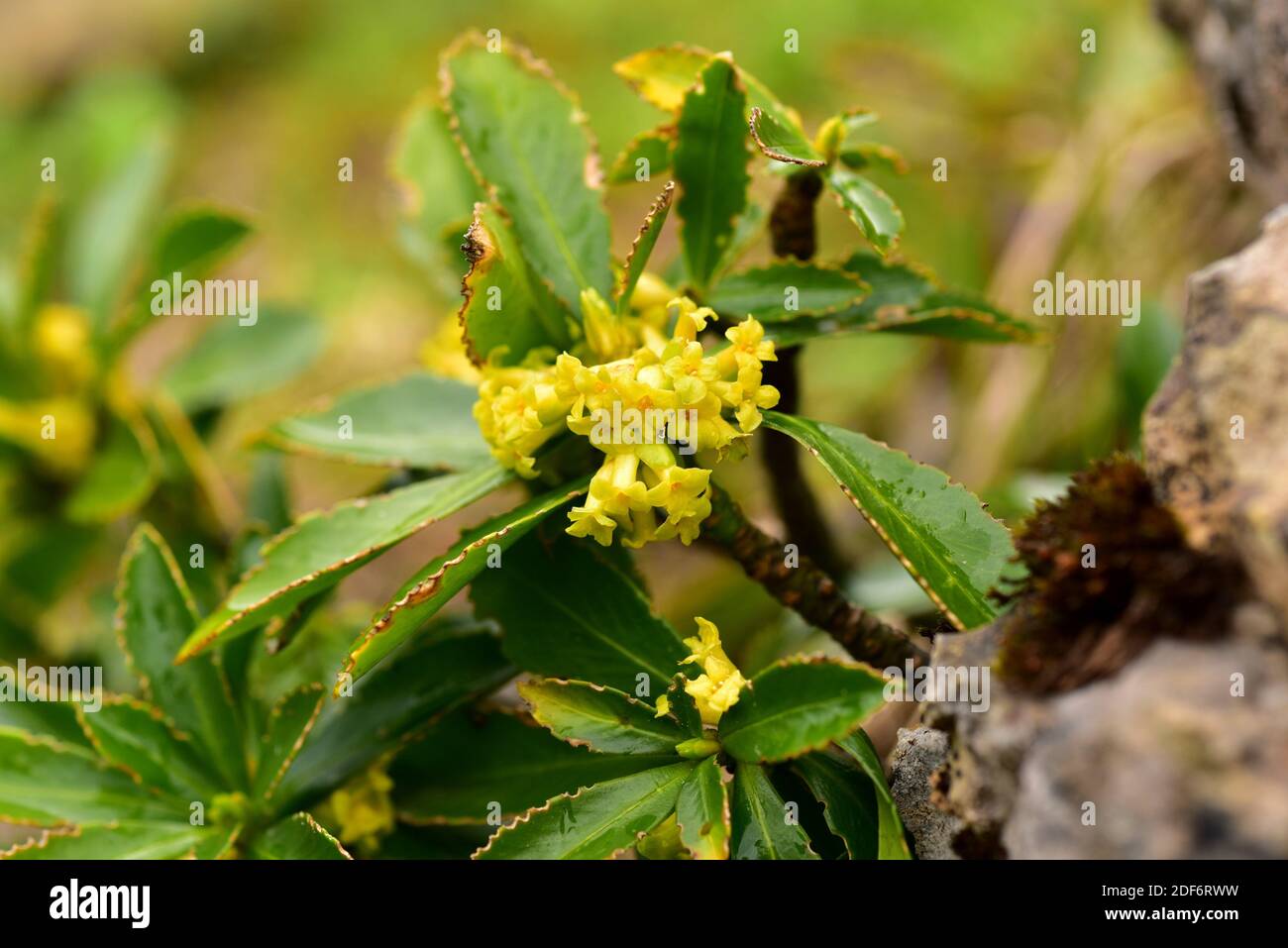Spurge-laurel (Daphne laureola) is a posonous evergreen shrub native to central and south west Europe and western north Africa. This photo was taken Stock Photo
