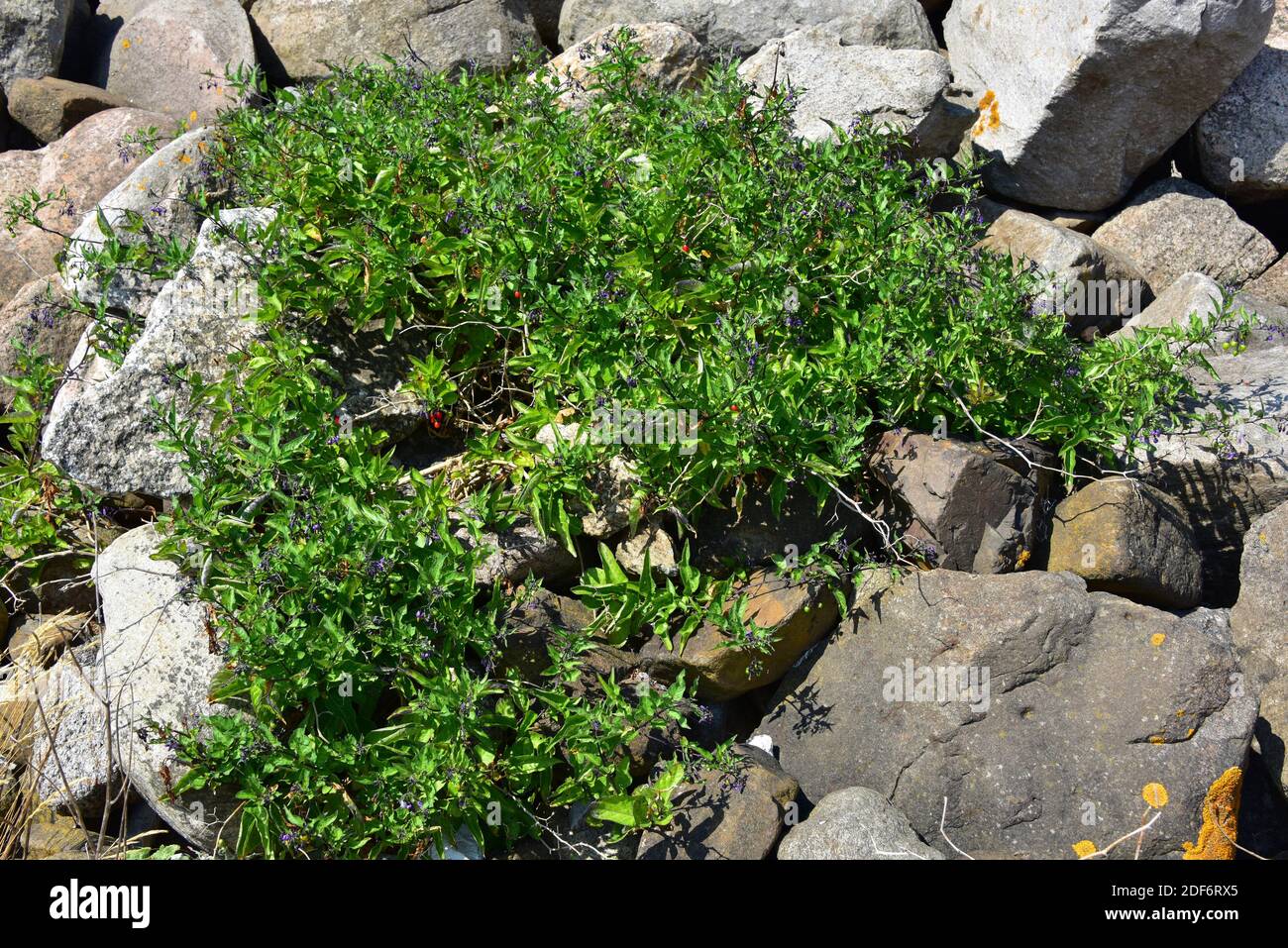 Black nightshade (Solanum nigrum) is a toxic herb or small shrub native to Eurasia. This photo was taken in Skane, Sweden. Stock Photo