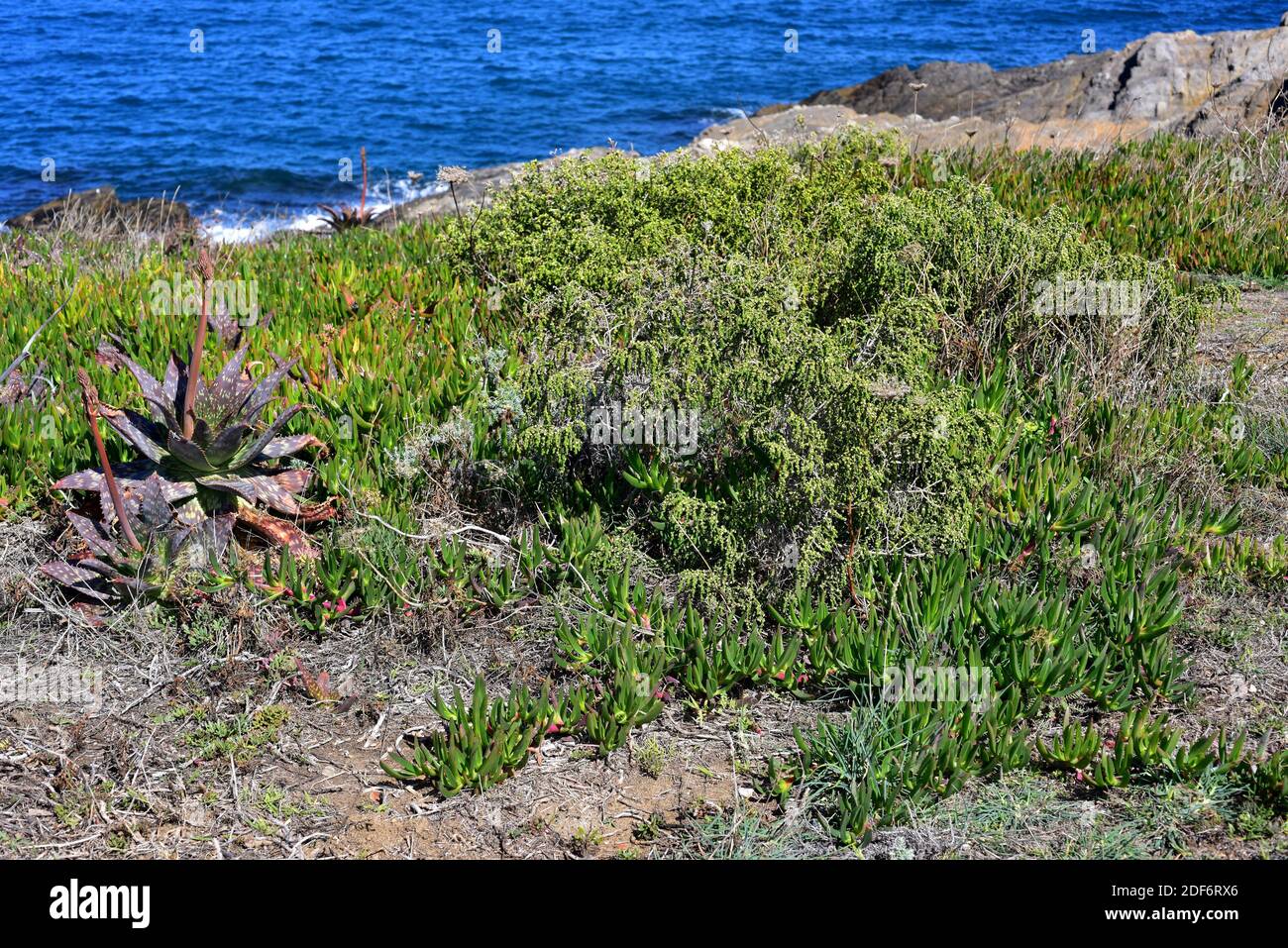 Boalaga (Thymelaea hirsuta) is a perennial shrub native to Mediterranean Basin coasts. Next to Thymelaea are invasive plants as Mesembryanthemum Stock Photo