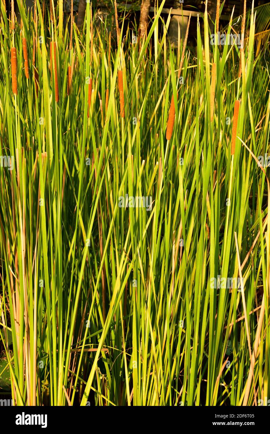 Lesser bulrush or narrowleaf cattail (Typha angustifolia) is a perennial herb native to Eurasia and introduced in North America. This photo was taken Stock Photo