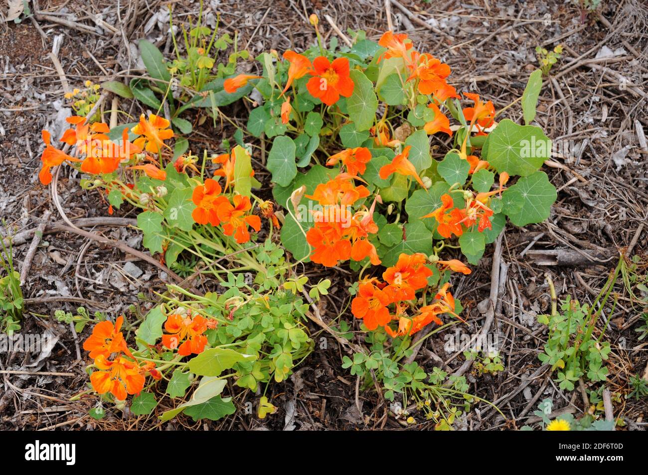 Garden nasturtium (Tropaeolum majus) is an annual herb native to Andes. Stock Photo