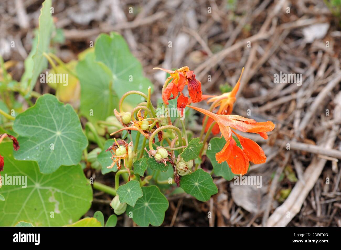Garden nasturtium (Tropaeolum majus) is an annual herb native to Andes. Stock Photo