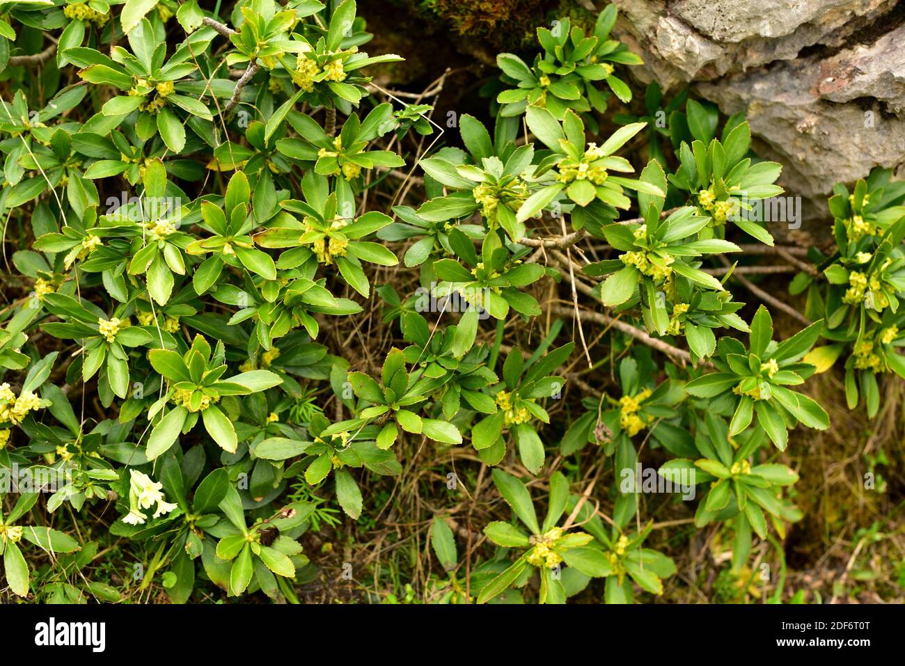Spurge-laurel (Daphne laureola) is a poisonous evergreen shrub native to central and south west Europe and western north Africa. This photo was taken Stock Photo