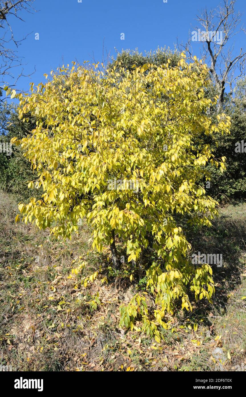 European nettle tree (Celtis australis) is a deciduous tree native to