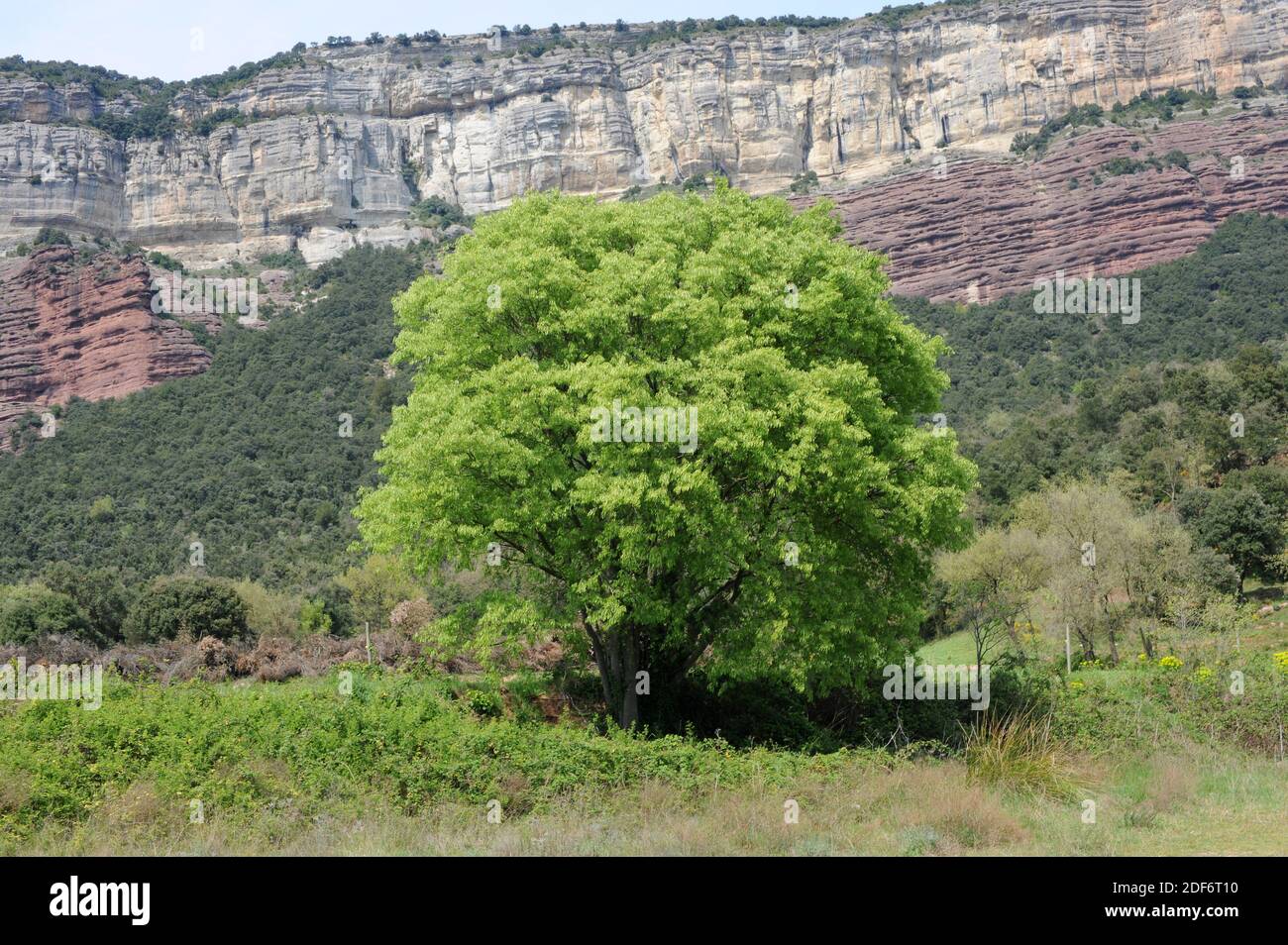 European nettle tree (Celtis australis) is a deciduous tree native to