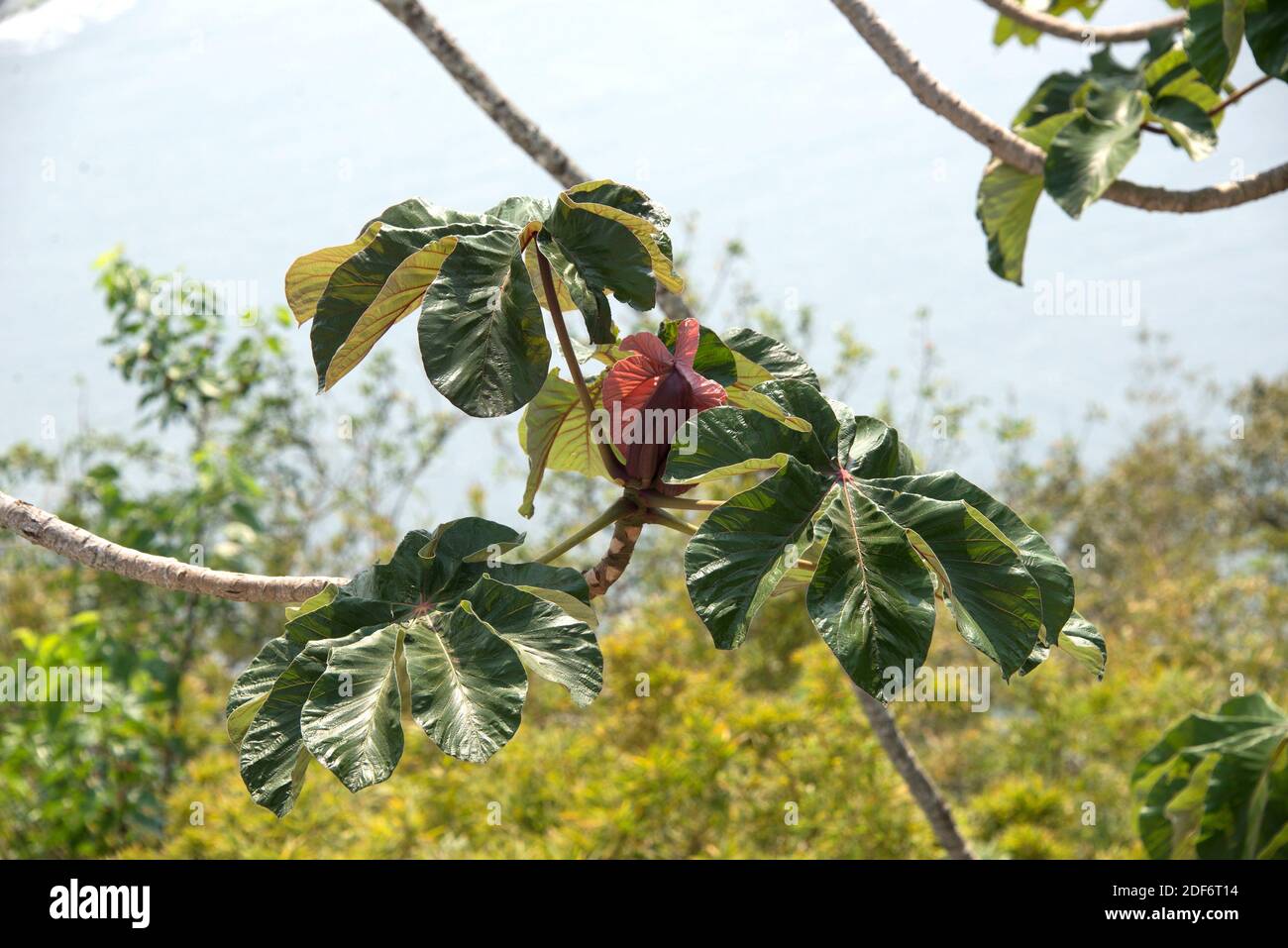 Snakewood (Cecropia peltata) is an evergreen invasive tree native to tropical Americas. This photo was taken near Paraty, Brazil. Palmate leaves Stock Photo