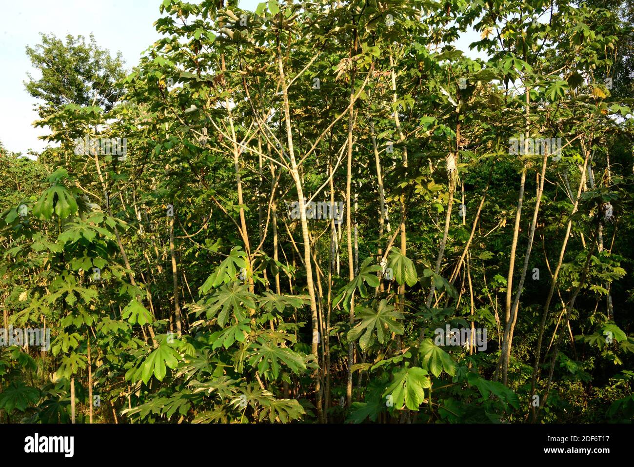 Snakewood (Cecropia peltata) is an evergreen invasive tree native to tropical Americas. This photo was taken near Manaus, Brazil. Stock Photo
