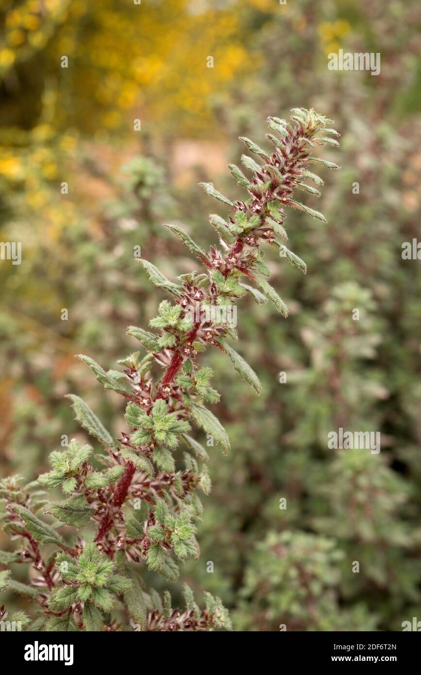 Desert nettle (Forsskaolea tenacissima) is a perennial herb native to