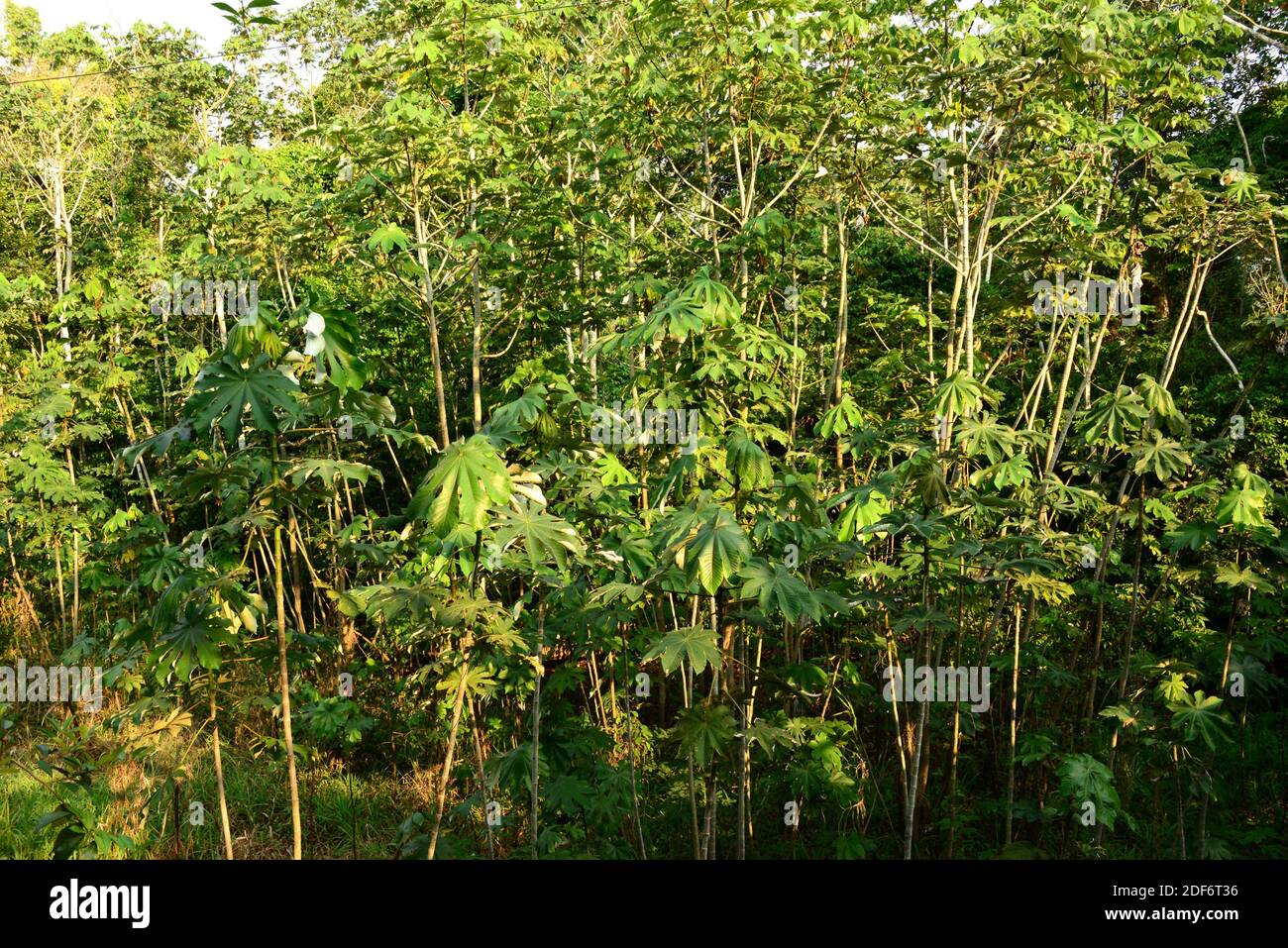 Snakewood (Cecropia peltata) is an evergreen invasive tree native to tropical Americas. This photo was taken near Manaus, Brazil. Stock Photo