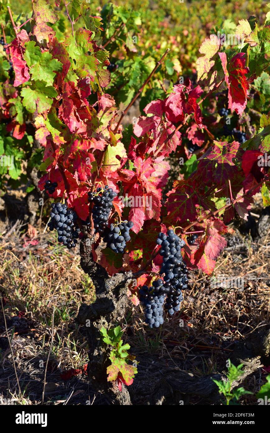 Common grape vine (Vitis vinifera) is a deciduous climber shrub native to Mediterranean Basin, central Europe and southwestern Asia. Grape of Stock Photo