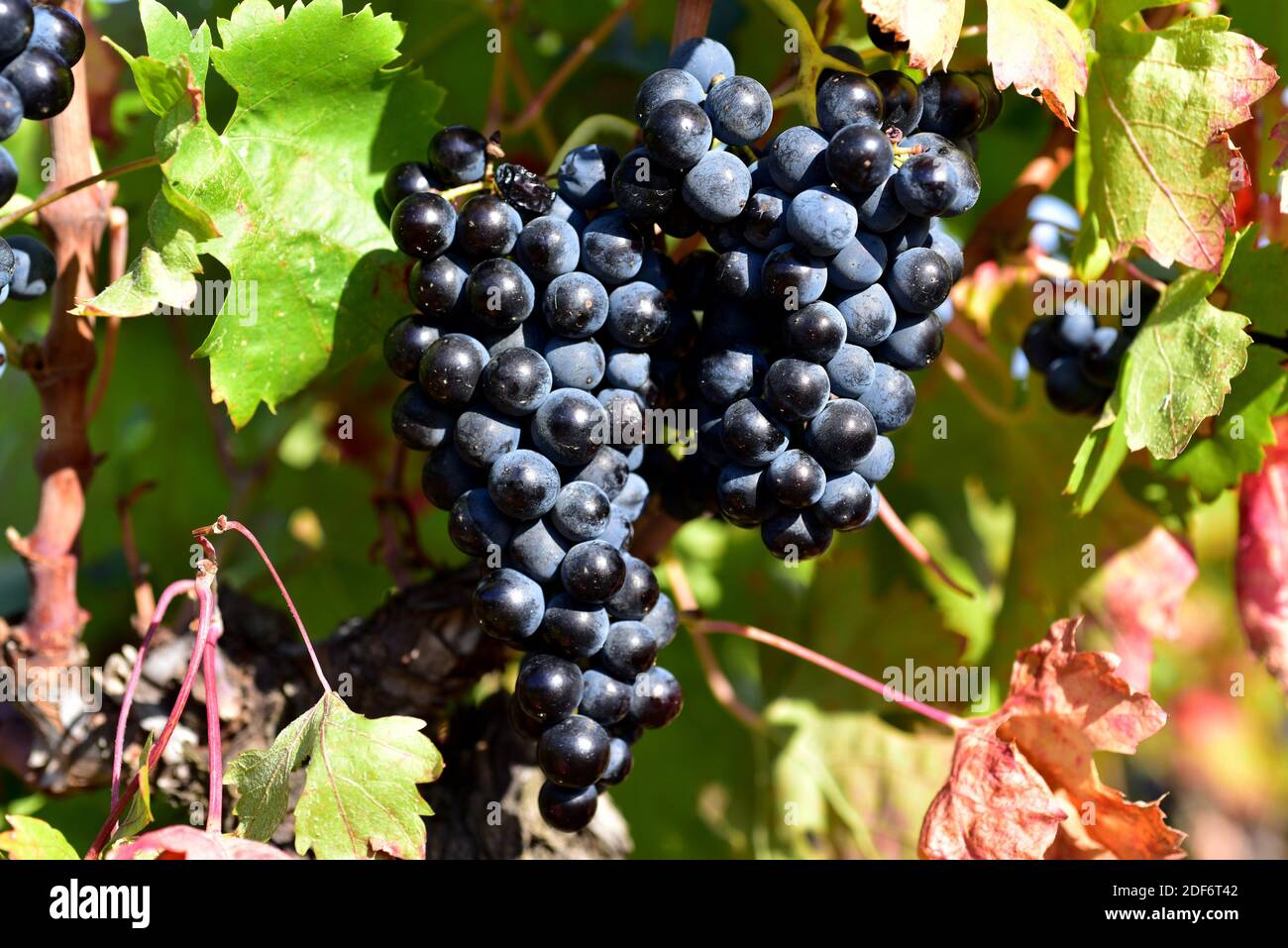 Common grape vine (Vitis vinifera) is a deciduous climber shrub native to Mediterranean Basin, central Europe and southwestern Asia. Grape of Stock Photo