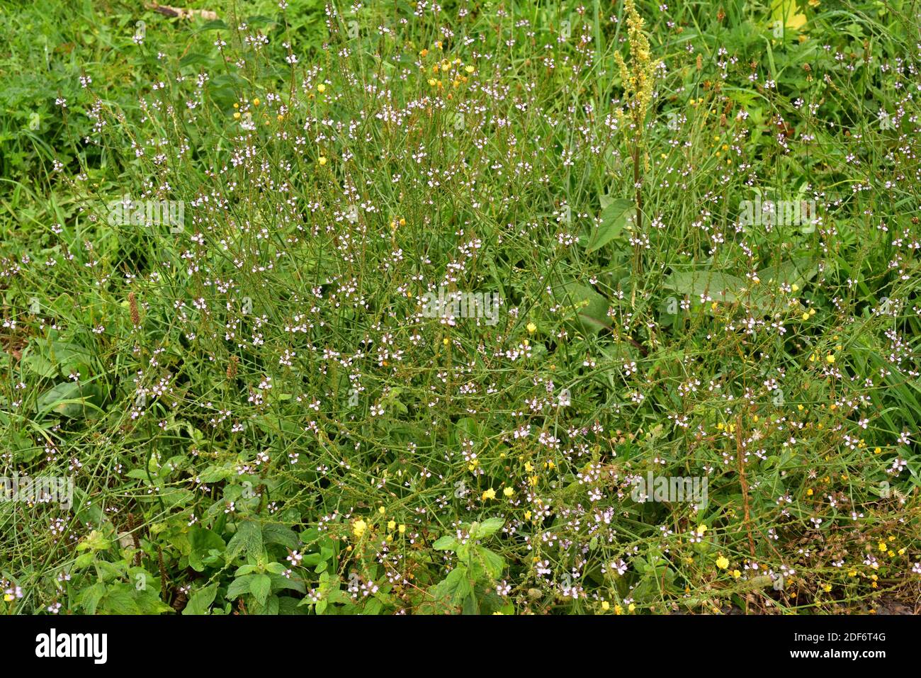 Common verbena (Verbena officinalis) is a perennial herb native to