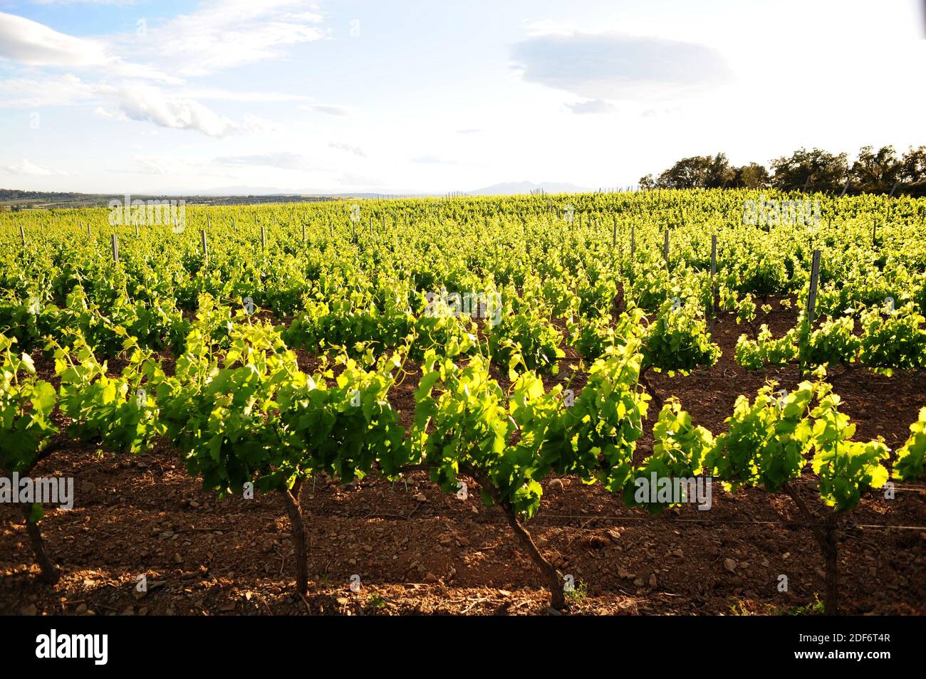 Vineyard (Vitis vinifera) in Alt Emporda, Girona province, Catalonia, Spain. Stock Photo