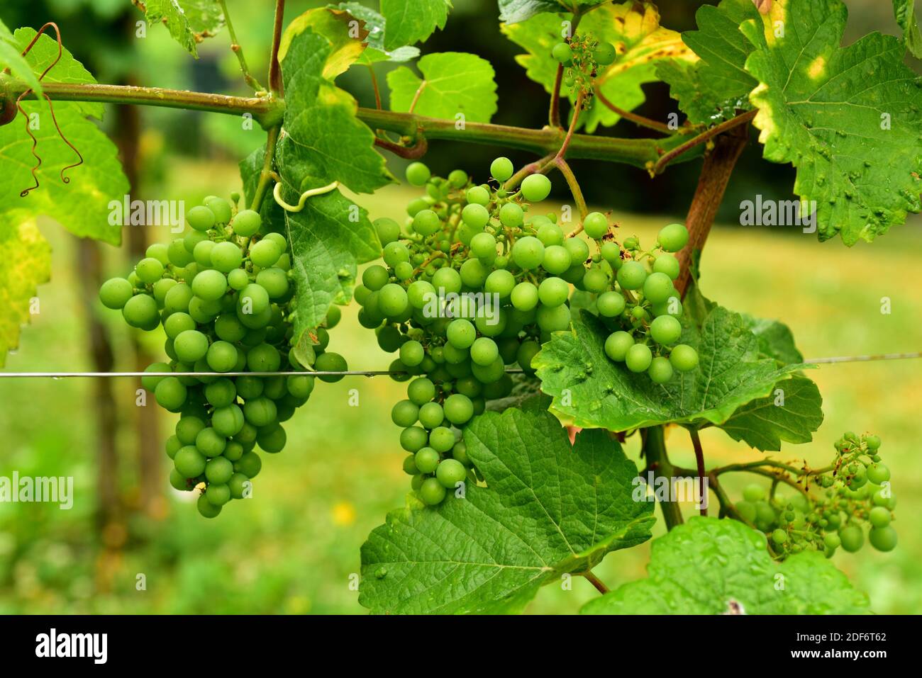 Common grape vine (Vitis vinifera) is a deciduous climber shrub native to Mediterranean Basin, central Europe and southwestern Asia. Grape Stock Photo