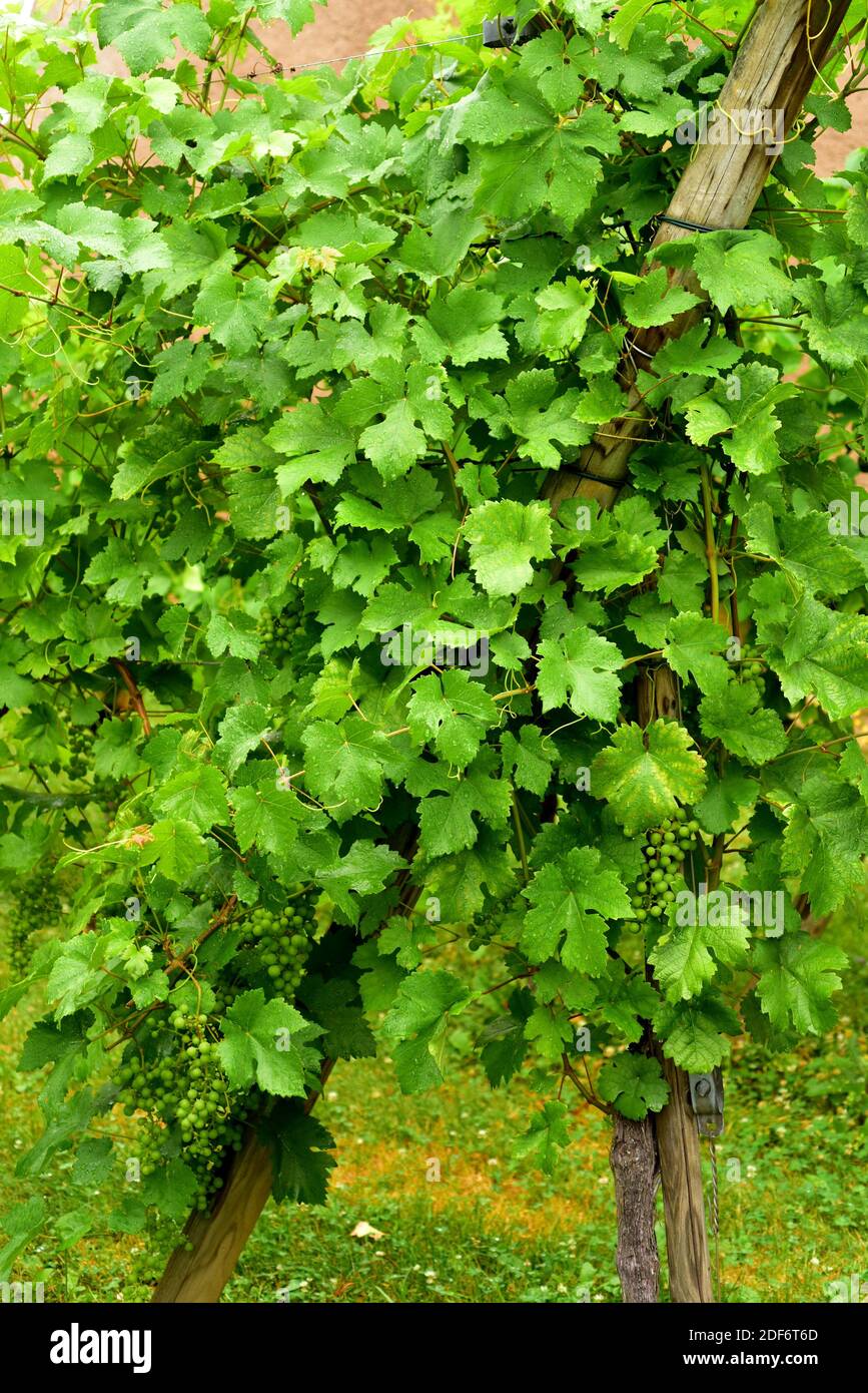 Common grape vine (Vitis vinifera) is a deciduous climber shrub native