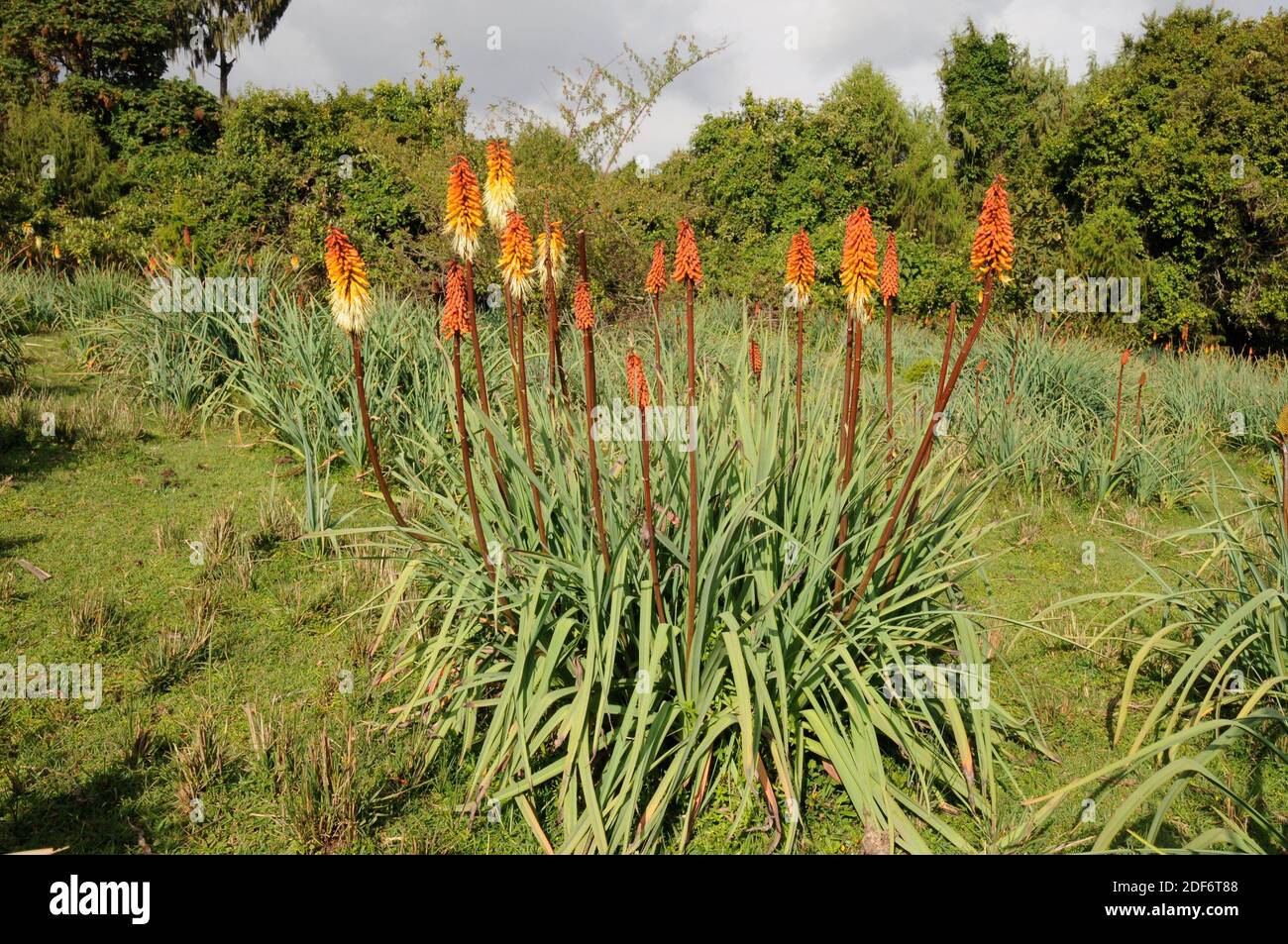 Kniphofia hi-res stock photography and images - Page 3 - Alamy