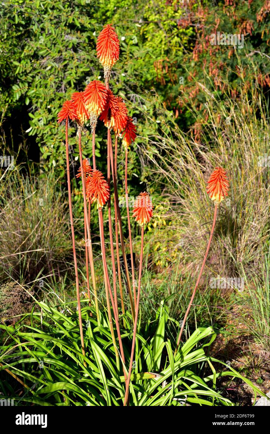 Kniphofia Hybrid High Resolution Stock Photography And Images Alamy