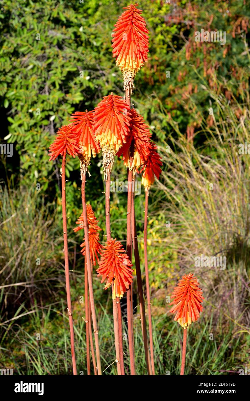 Kniphofia Hybrid High Resolution Stock Photography And Images Alamy