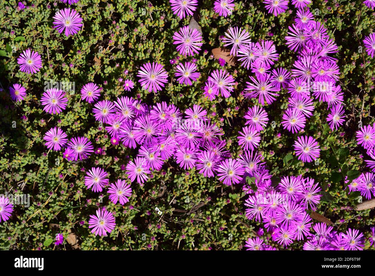 Lampranthus multiradiatus is a creeping succulent plant native to southern Africa. Flowers and leaves detail. Stock Photo