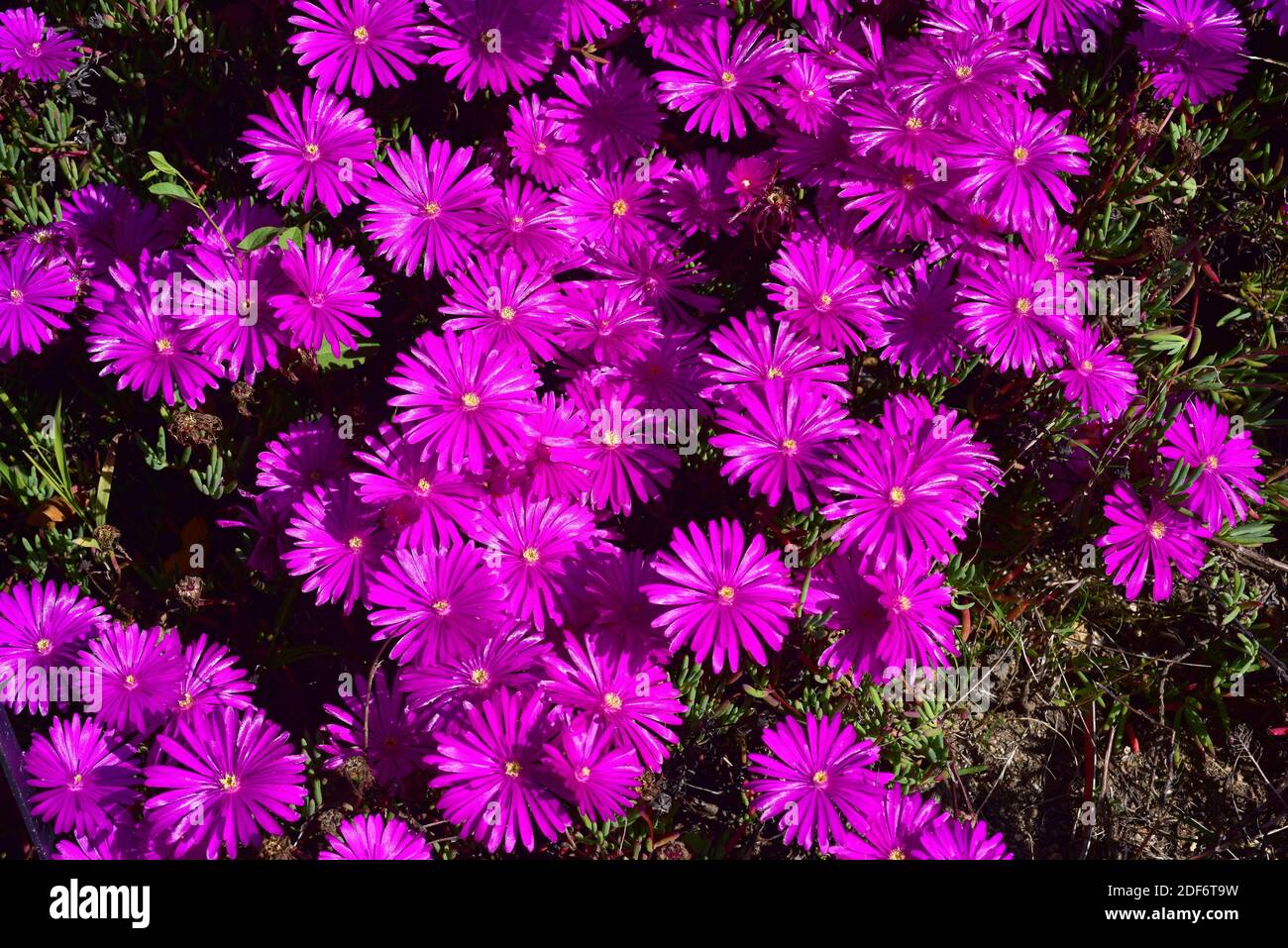 Darling lampranthus (Lampranthus amoenus) is a creeping succulent plant native to southern Africa. Flowers detail. Stock Photo