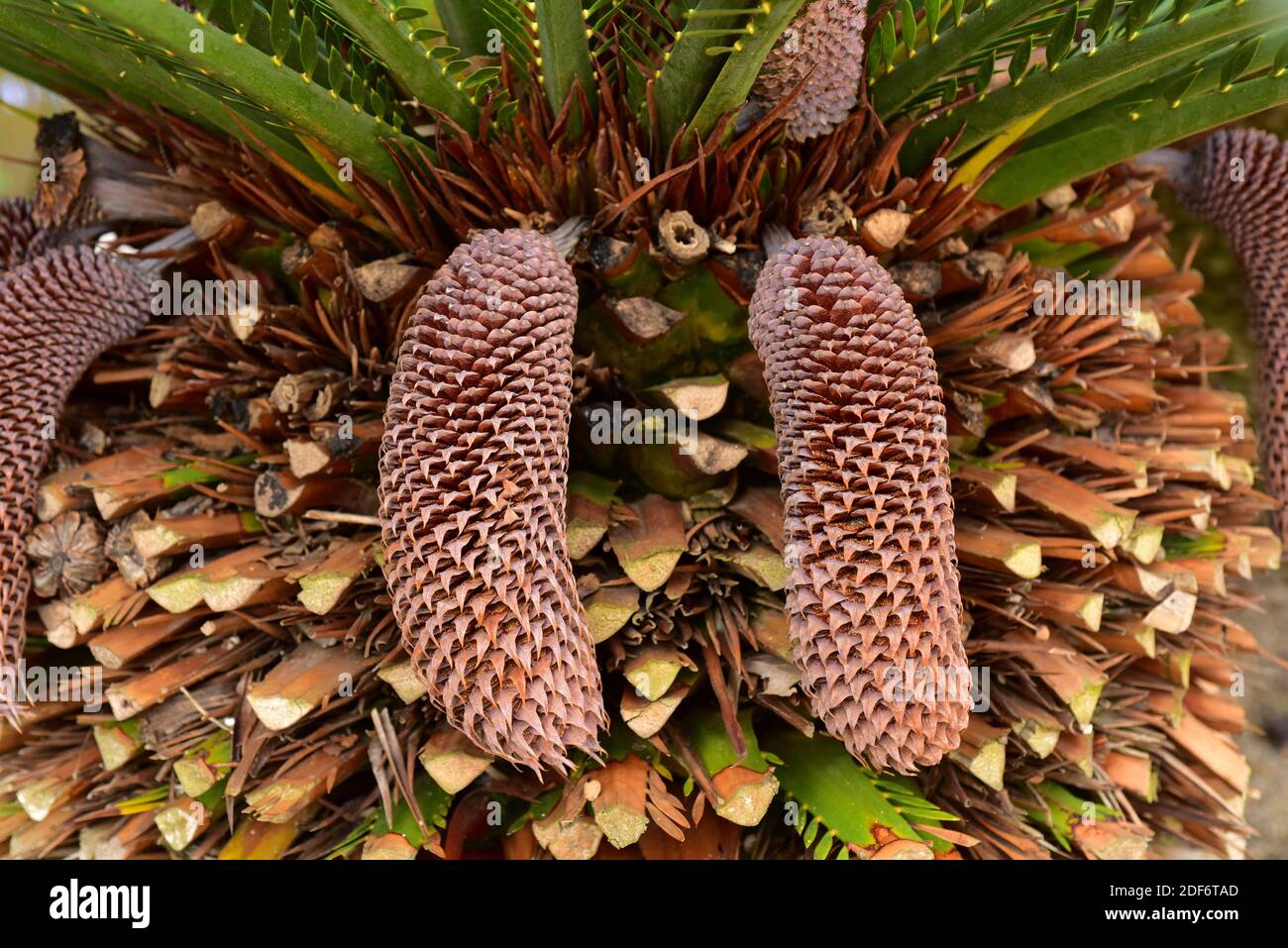 Zamia palm (Macrozamia moorei) is a gymnosperm native to Australia. Male cones detail. Stock Photo