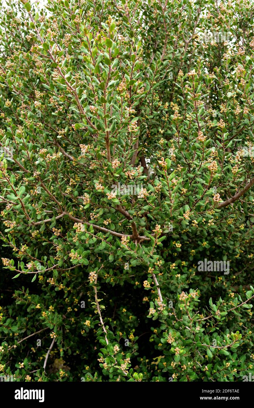 Lemonade sumac (Rhus integrifolia) is an evergreen shrub or small tree native to California (USA) and Baja California (Mexico). Stock Photo