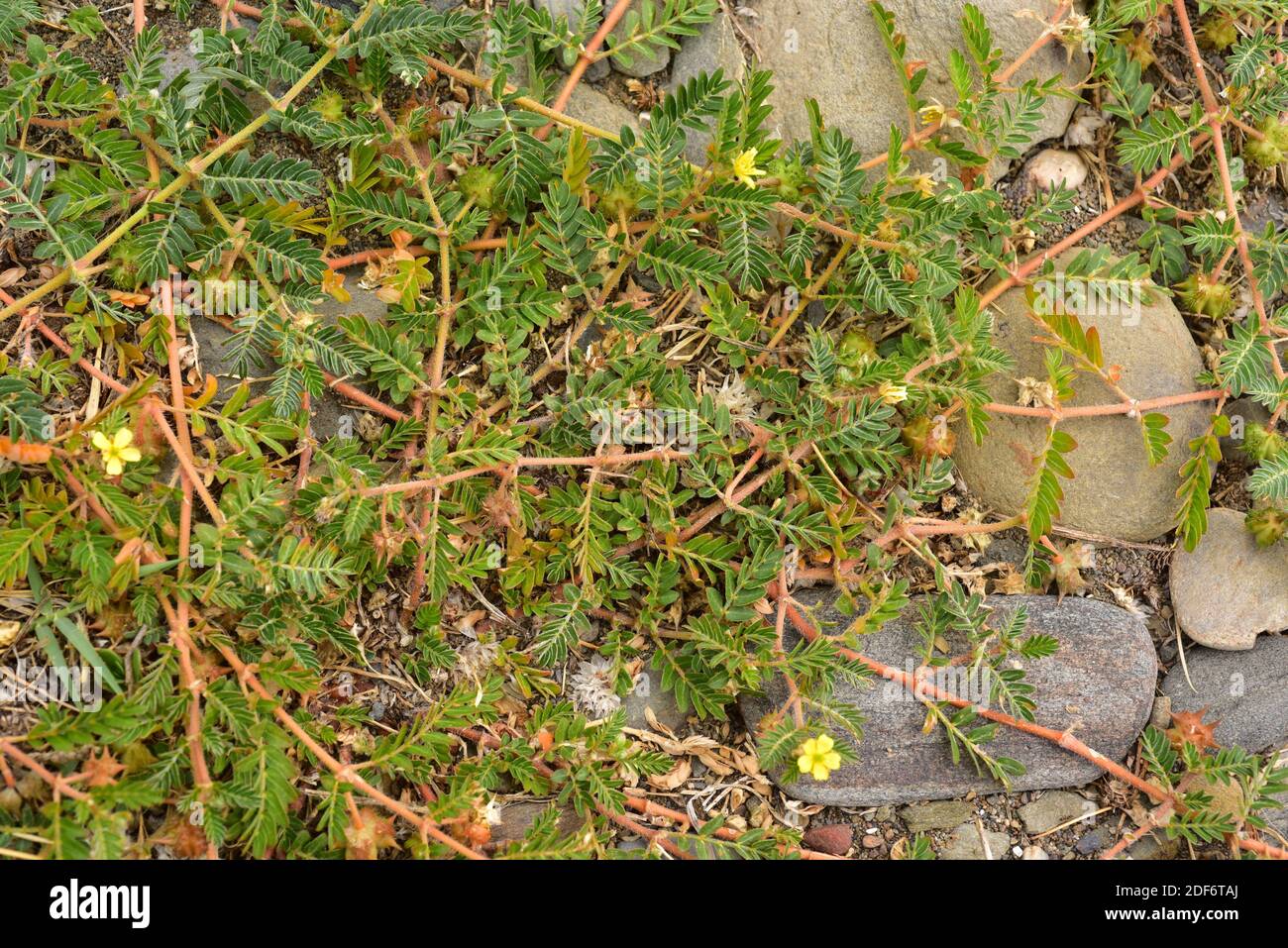 Devil's eyelashes or puncturevine (Tribulus terrestris) is creeping