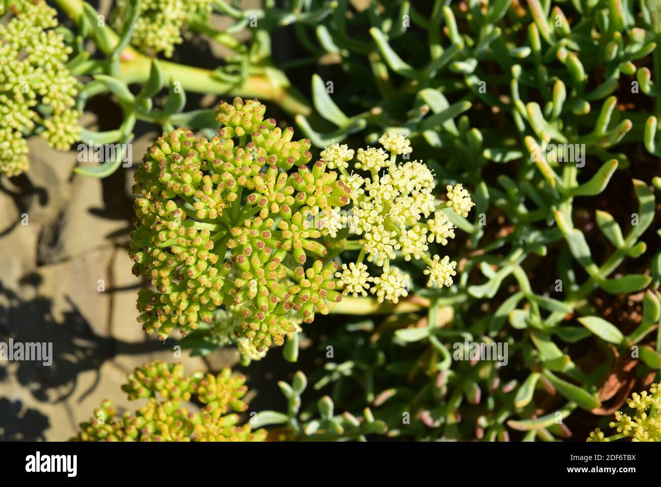 Sea fennel or samphire (Crithmum maritimum) is an edible perennial herb native to Mediterranean Basin coasts. Flowers and fruits detail. This photo Stock Photo