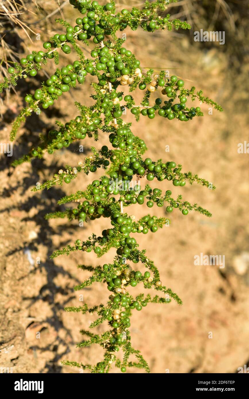 Wild asparagus (Asparagus acutifolius) is a perennial subshrub native