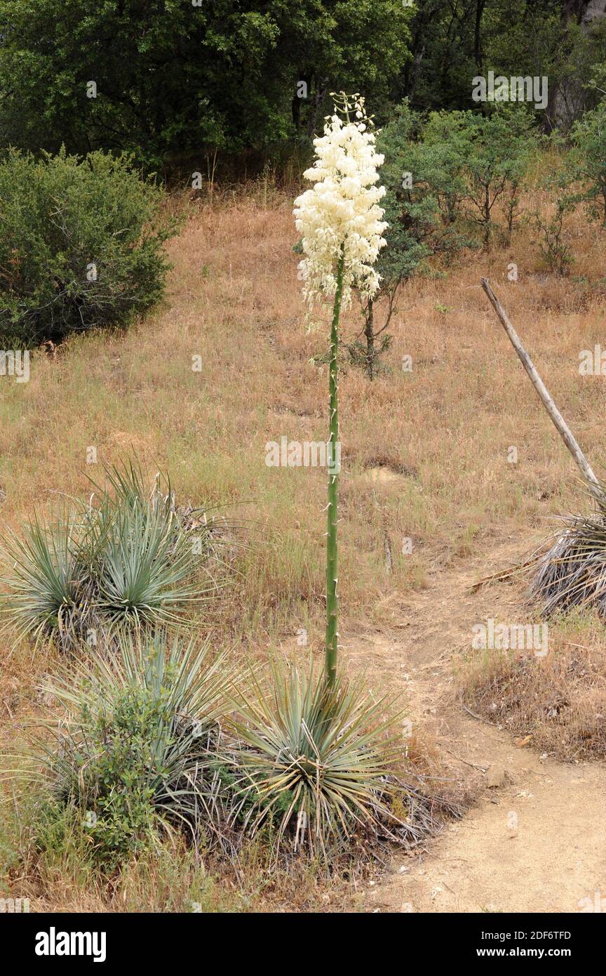 Chaparral yucca or spanish bayonet (Hesperoyucca whipplei or Yucca whipplei) is a perennial plant native to California (USA) and Baja California Stock Photo