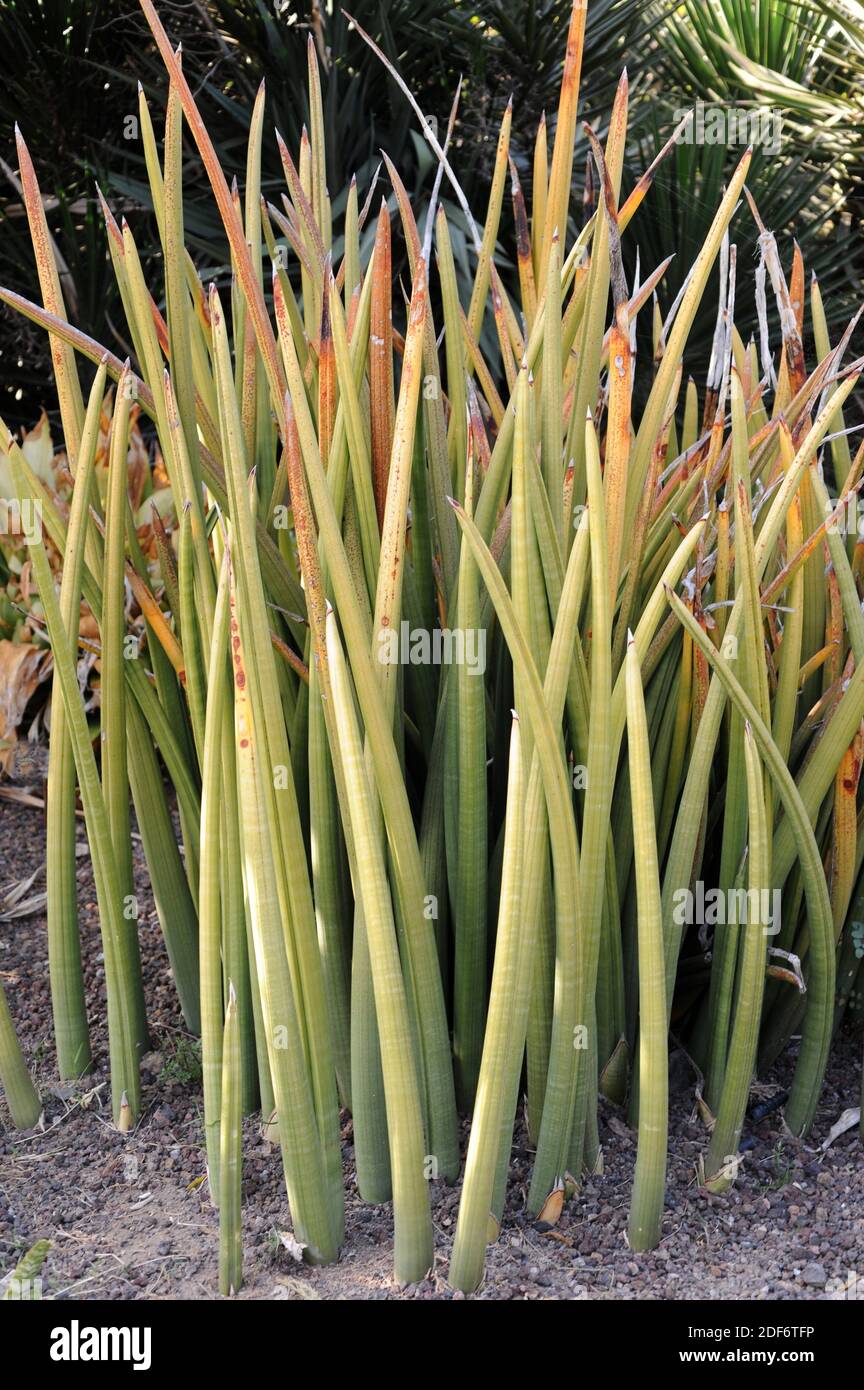 Elephant tusks (Sansevieria stuckyi) is a succulent plant native to equatorial Africa. Stock Photo