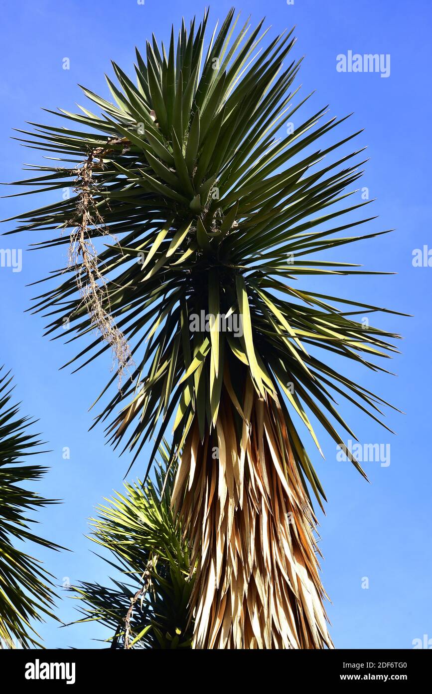 Espadillo (Yucca filifera) is an arborescent plant native to Mexico. Stock Photo