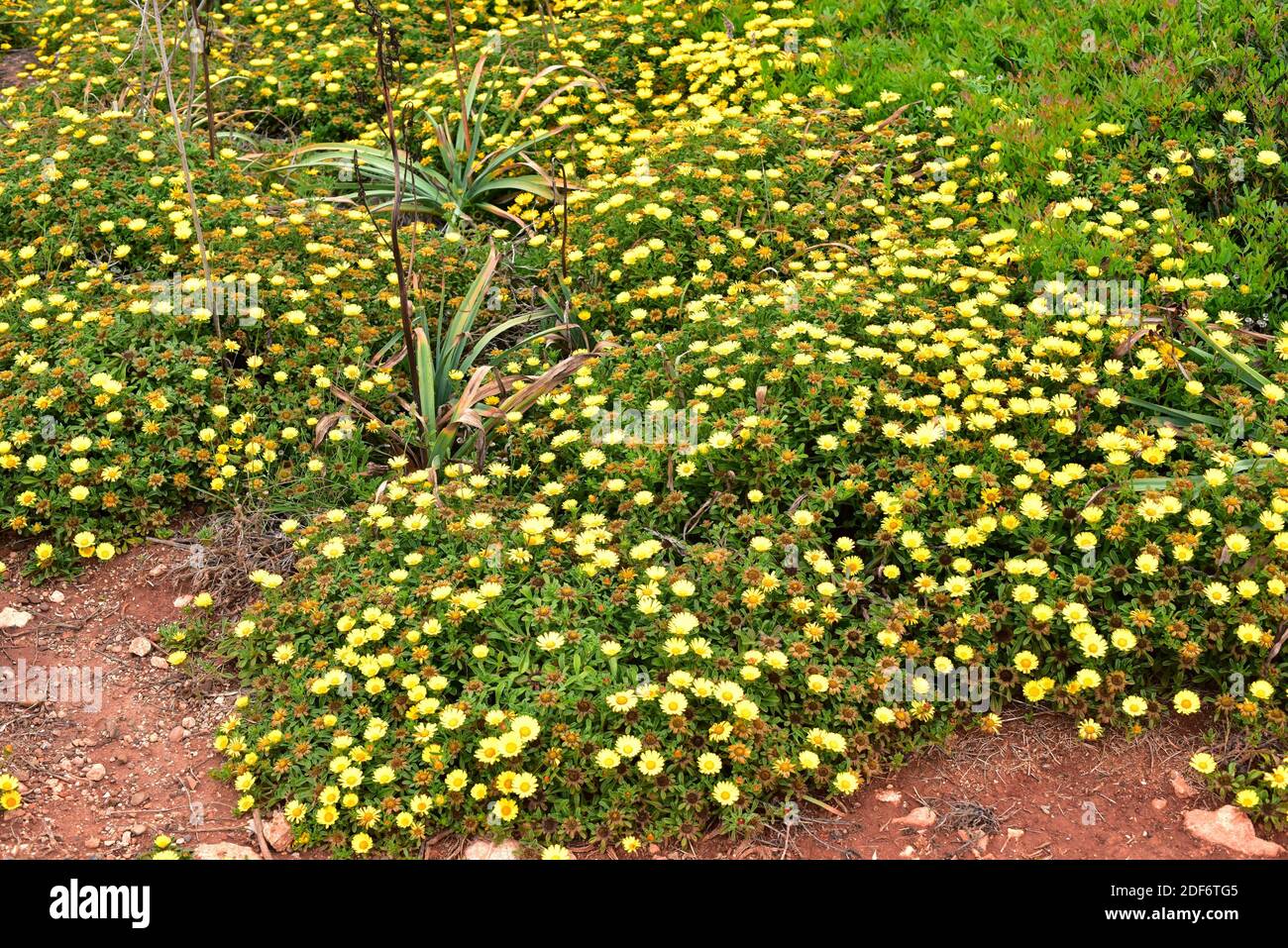 Gold coin daisy (Asteriscus maritimus or Pallenis maritima) is a perennial herb native to west Mediterranean coasts, Canary Islands and Greece. This Stock Photo