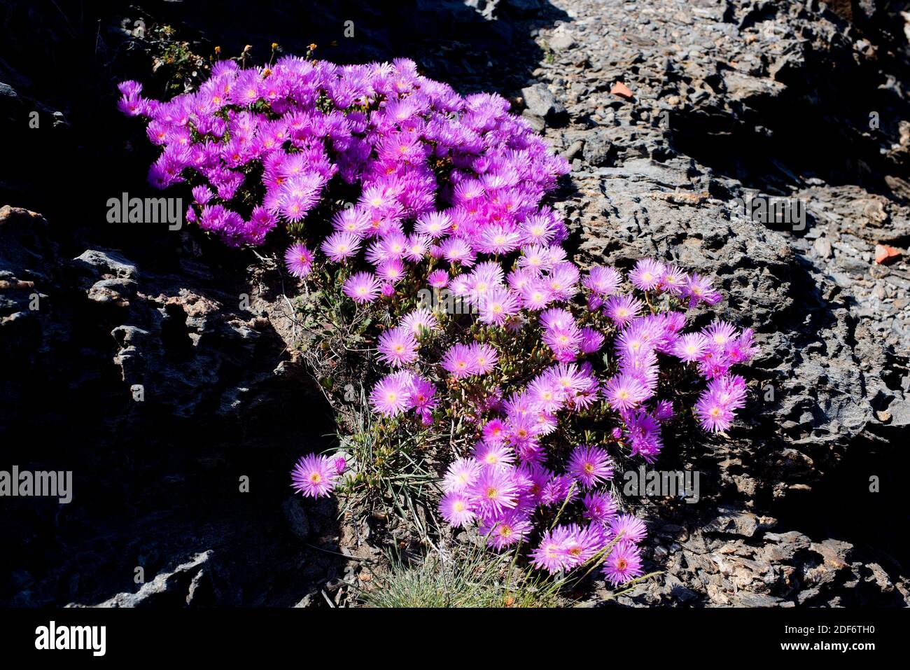 Trailing iceplant (Delosperma cooperi or Mesembryanthemum cooperi) is a prostrate plant native to South Africa and naturalized in Mediterranean Stock Photo