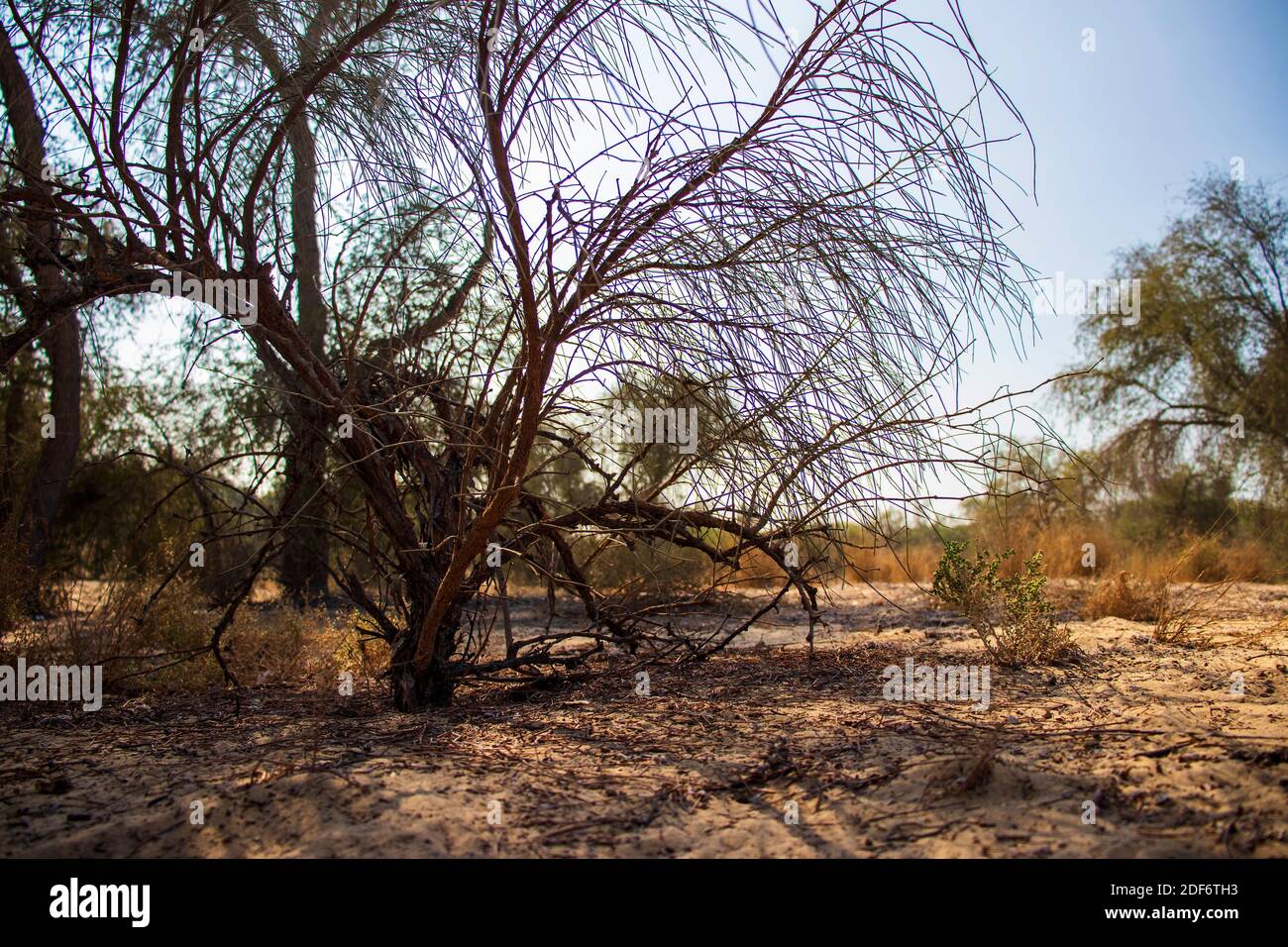 Dry greenery hi-res stock photography and images - Page 15 - Alamy