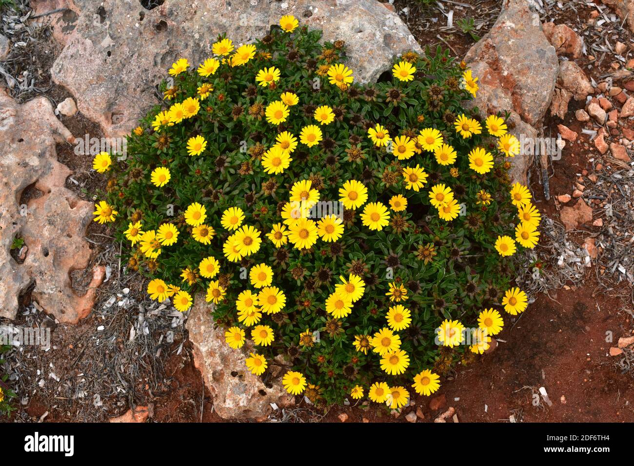 Gold coin daisy (Asteriscus maritimus or Pallenis maritima) is a perennial herb native to west Mediterranean coasts, Canary Islands and Greece. This Stock Photo