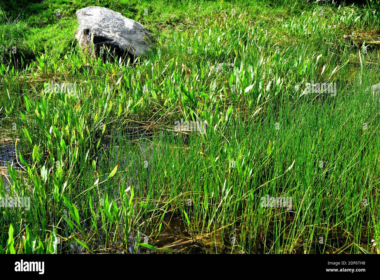 European waterplantain (Alisma plantagoaquatica) is a perennial