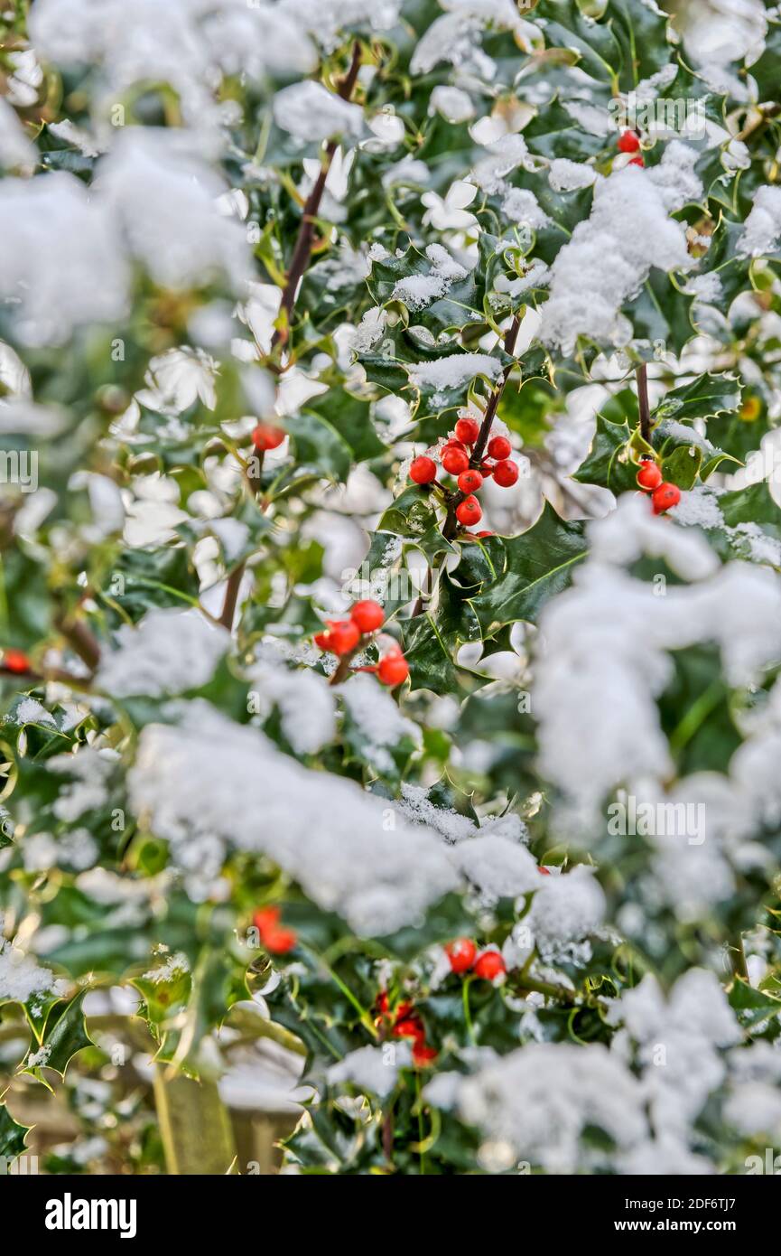 Holly bush with berries and winter snow Stock Photo