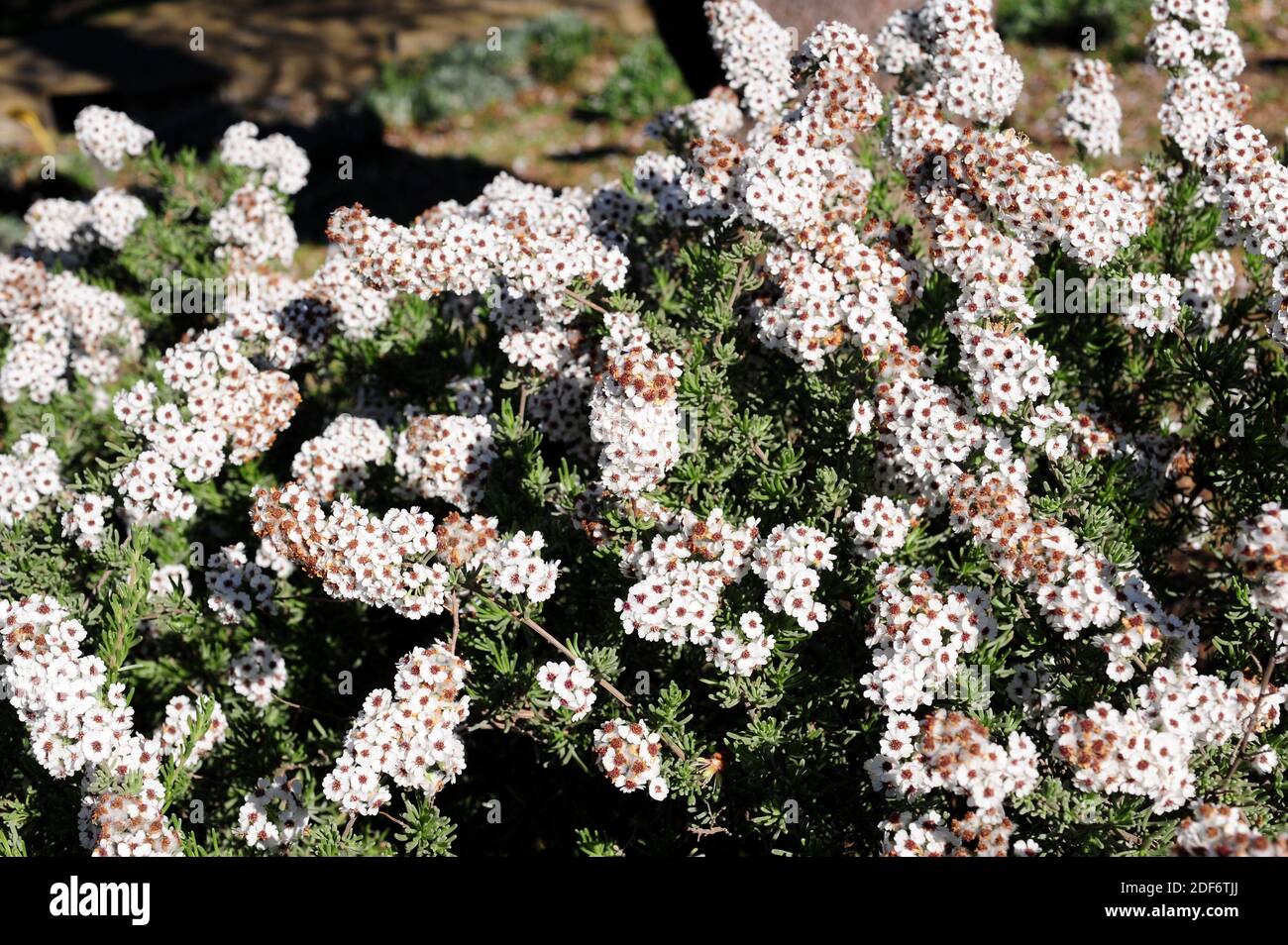 Wild rosemary (Eriocephalus africanus) is an evergreen shrub native to