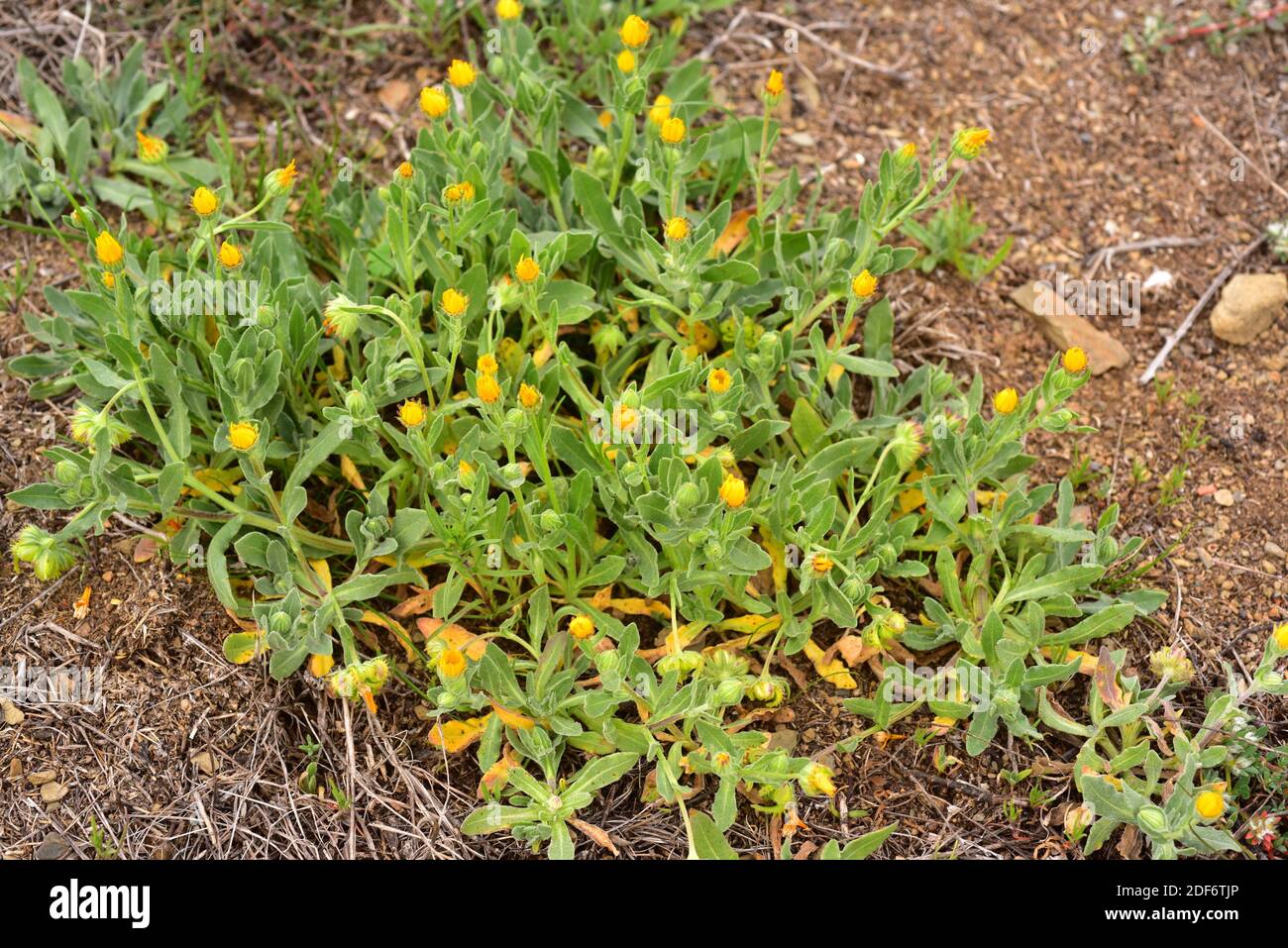 Field marigold (Calendula arvensis) is an annual or biennial herb native to Mediterranean Basin. This photo was taken in Alt Emporda, Girona Stock Photo