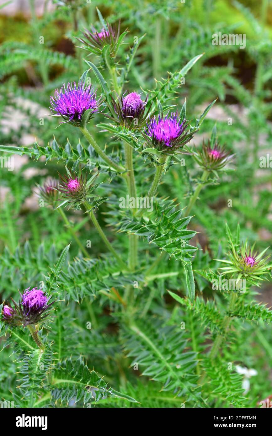 Japanese thistle (Cirsium japonicum or Carduus japonicum) is a perennial or biennial herb native to eastern Asia. Stock Photo