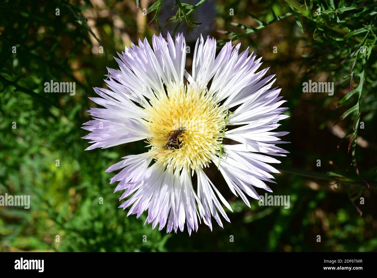 Flor del minero (Centaurea cachinalensis) is a perennial plant native to Chile. Flower with pollinator insect detail. Stock Photo