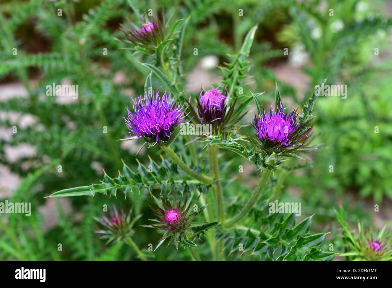 Japanese thistle (Cirsium japonicum or Carduus japonicum) is a perennial or biennial herb native to eastern Asia. Chapters detail. Stock Photo