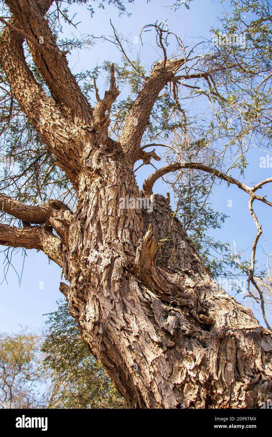 Close up tree brunches white hi-res stock photography and images - Alamy