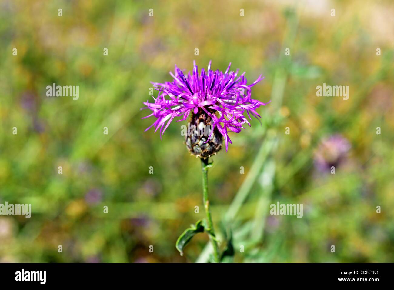 Knapweed bloom hi-res stock photography and images - Alamy