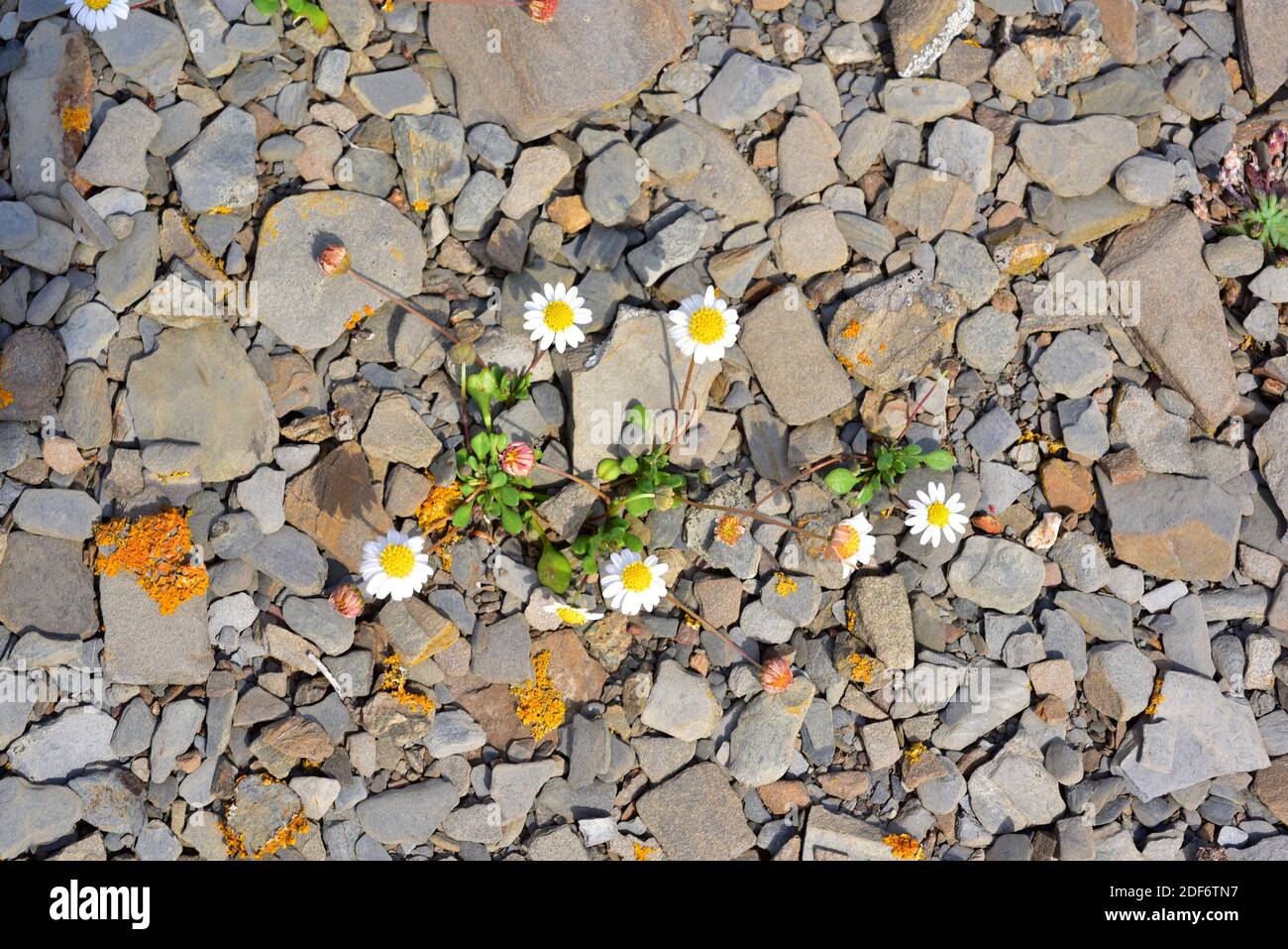 Miniature daisy or false daisy (Bellium bellidioides) is an herbaceous plant endemic to Balearic Islands, Corsica and Sardinia. This photo was taken Stock Photo