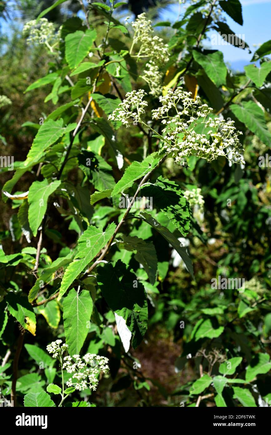Otatillo or huasaraco (Parthenium tomentosum or Parthenium stramonium) is an evergreen shrub native to northern Mexico. Inflorescences and leaves Stock Photo