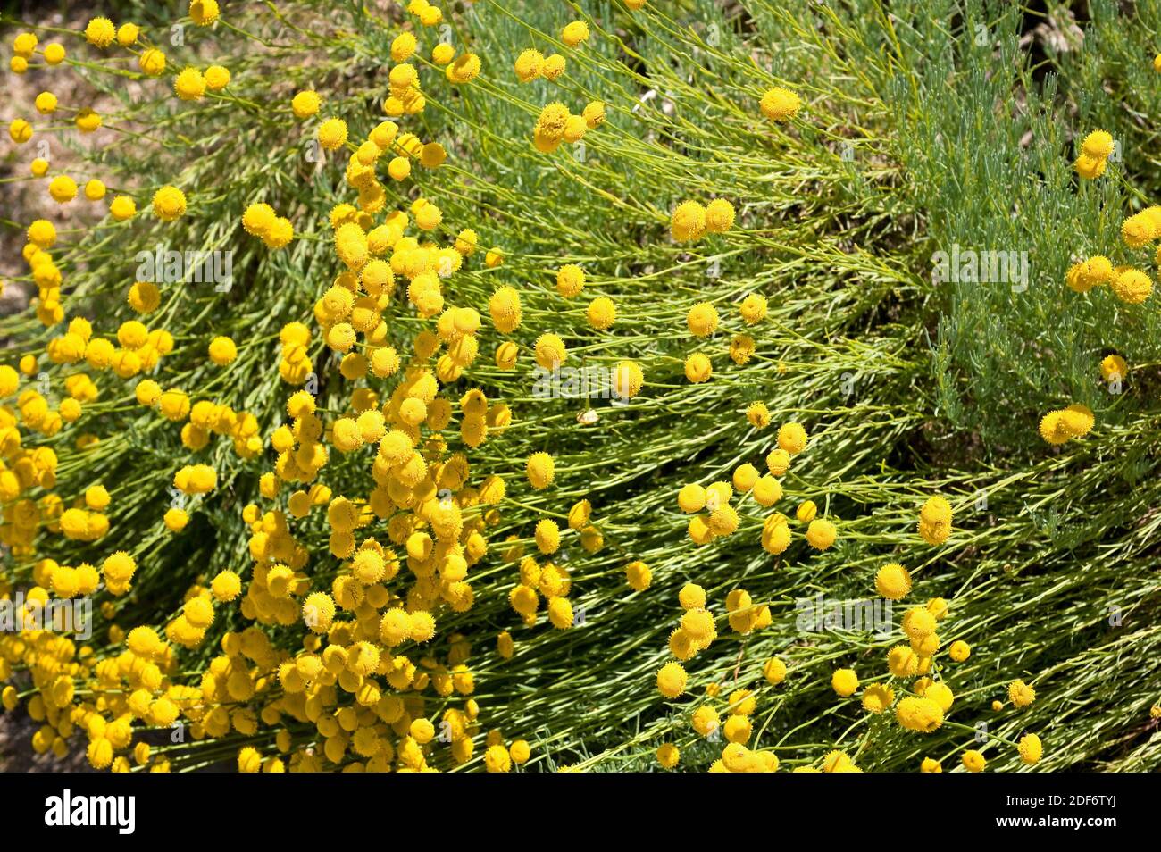 Holy flax (Santolina rosmarinifolia) is an evergreen subshrub native to south Europe. Flowering plant. Stock Photo