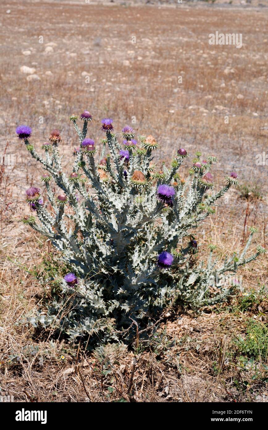 Cottonthistle (Onopordum macracanthum) is a biennial herb native to southern and eastern Spain and northwestern Africa. This photo wsa taken in Cabo Stock Photo