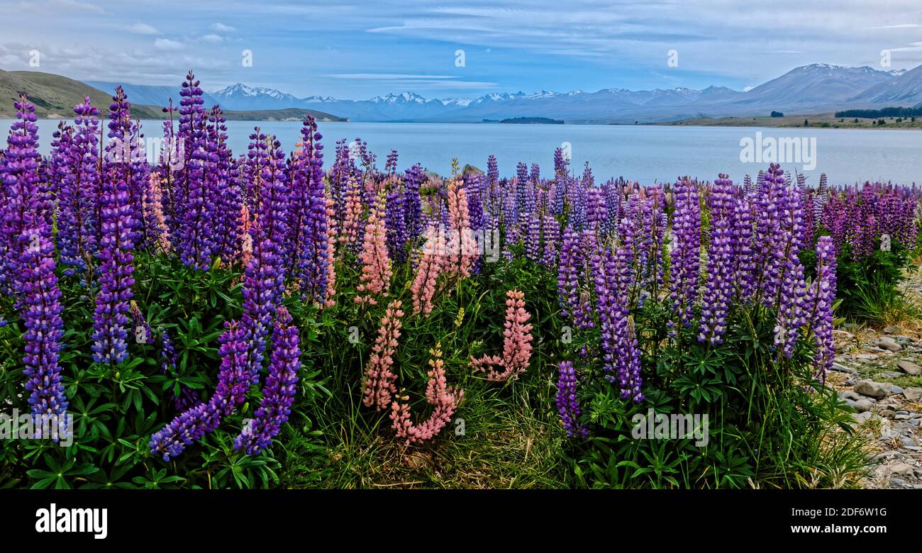 Wild lupins in bloom South Island  New Zealand Stock Photo